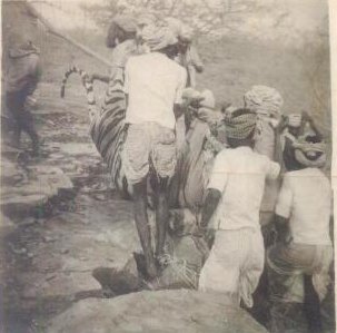 Beaters carrying a dead tiger shot by Rk Dharampal Singh of Awagarh